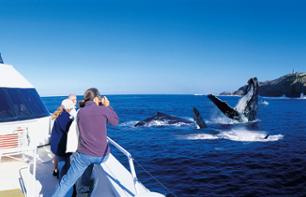 Croisière d'observation des baleines & dauphins sauvages à Moreton Island – Au départ de Brisbane