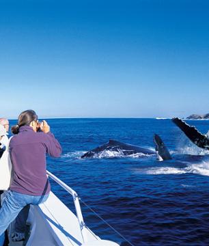 Croisière d'observation des baleines & dauphins sauvages à Moreton Island – Au départ de Brisbane
