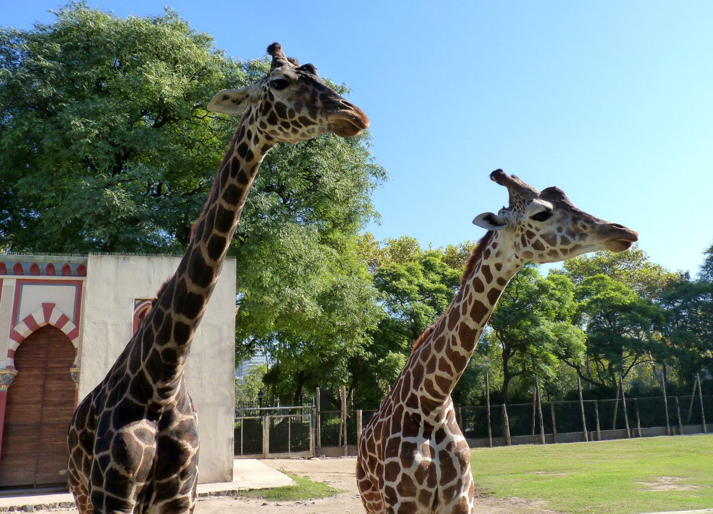 Billet Zoo Temaikèn - transfert hôtel inclus - Buenos Aires