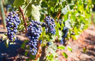 Excursion dans les vignobles argentins avec dégustation de vin - Au départ de Mendoza