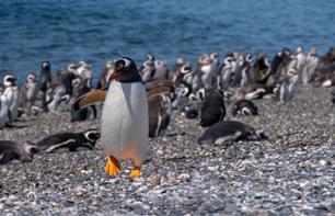Rencontre avec les pingouins sur l’île de Martillo - Au départ d’Ushuaia