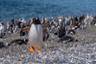 Rencontre avec les pingouins sur l’île de Martillo - Au départ d’Ushuaia