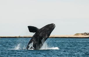 Croisière d'observation des baleines dans la Péninsule Valdès - Au départ de Puerto Madryn