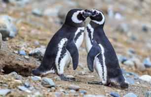 Rencontre avec les Pingouins de Magellan à Punta Tombo - Au départ de Puerto Madryn