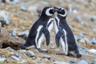 Rencontre avec les Pingouins de Magellan à Punta Tombo - Au départ de Puerto Madryn