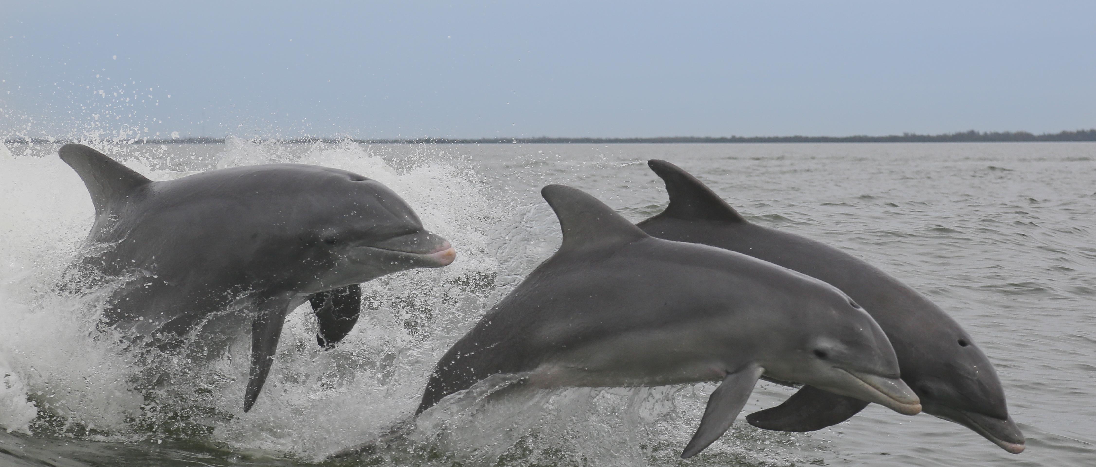 Crucero de observación de delfines en Clearwater Beach - Transporte desde Orlando incluido