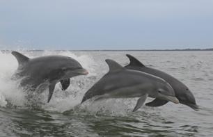 Dolphin-watching cruise at Clearwater Beach - Transport from Orlando included
