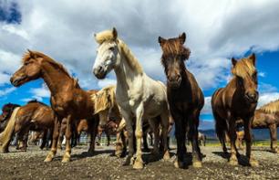 Balade à cheval et excursion au Cercle d’Or – départ de Reykjavik