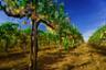 Excursion dans les vignobles d’Undurraga au Chili - Au départ de Santiago
