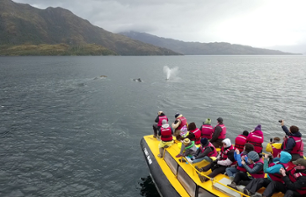 Croisière d'observation des baleines, des pingouins et des glaciers en Patagonie (journée complète) - Repas inclus - Au départ de Punta Arenas