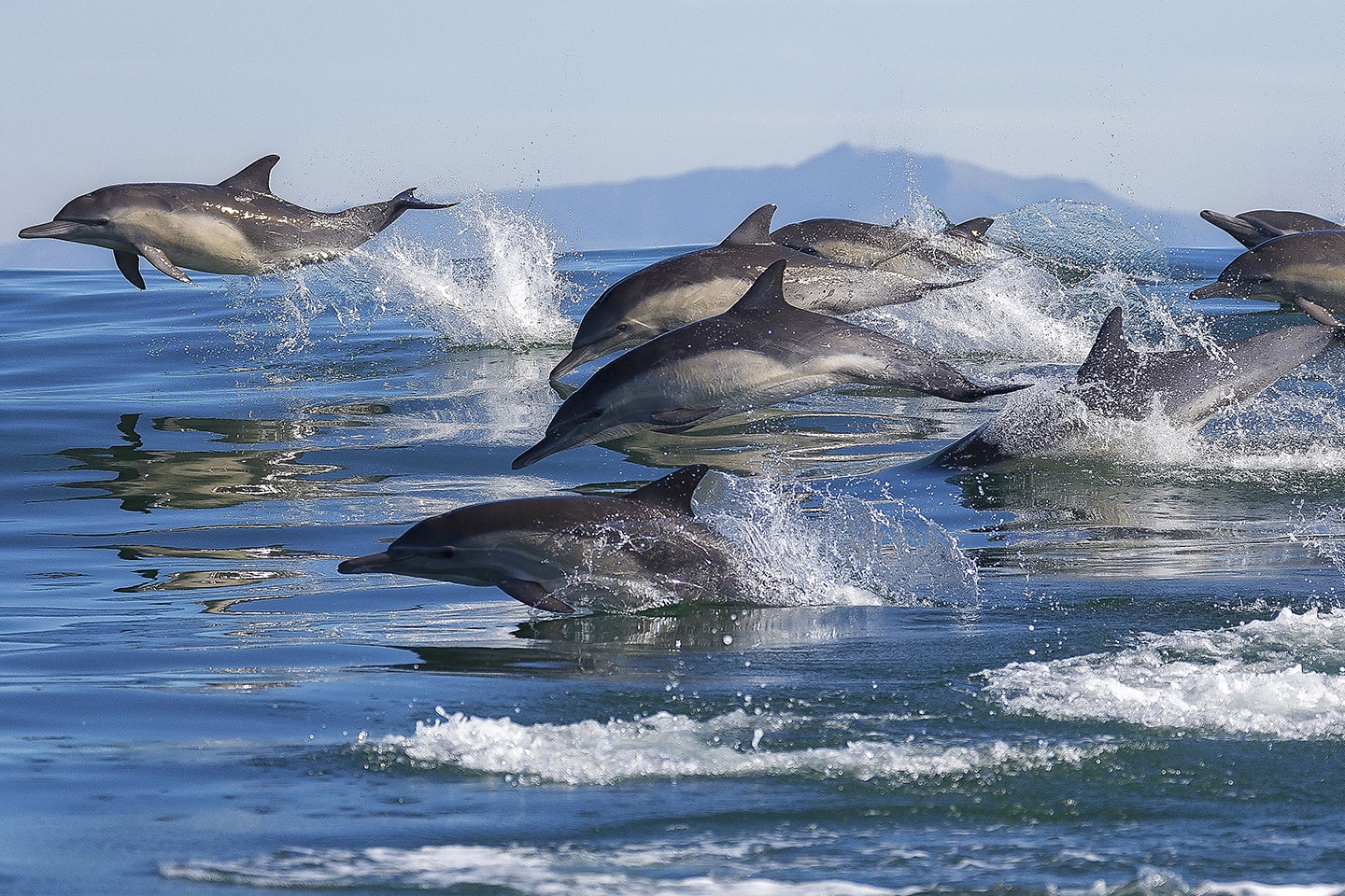 Стая дельфинов в море