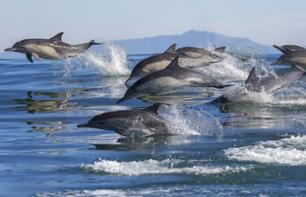 Whale and Dolphin Watching Cruise – Departing from Los Angeles or Long Beach