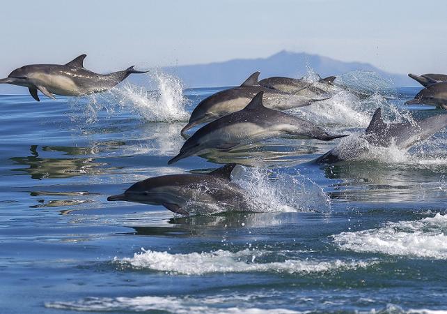 Croisière d’observation des baleines et dauphins - Au départ de Los Angeles ou Long Beach