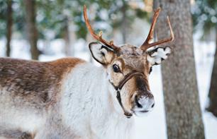 Day trip to Nuuksio Reindeer Park (Espoo) - From Helsinki
