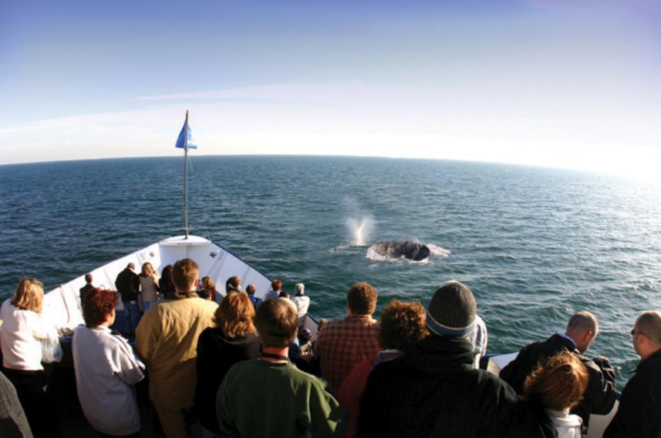 Whale Watching Cruise in San Diego