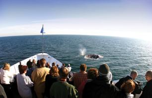 Whale Watching Cruise in San Diego
