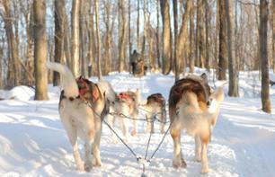 Balade en traineau à chiens près du Lac Saint Joseph (à 45 min de Québec)
