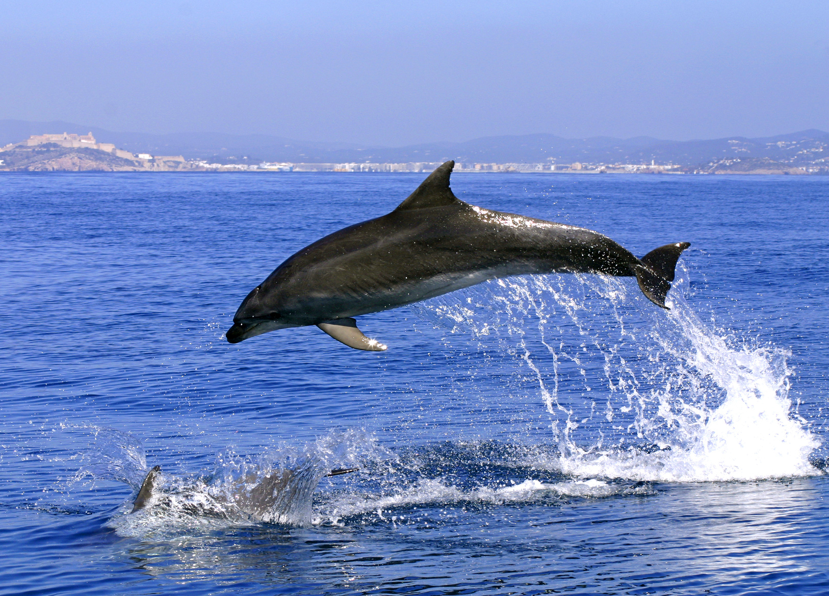 Dolphin Watching in Gibraltar – Departing from Costa del Sol 