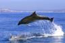 Avvistamento delfini a Gibilterra - partenza dalla Costa del Sol