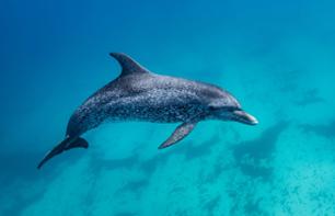 Croisière d'observation des dauphins et baleines - Au départ de Basse-Terre