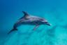 Croisière d'observation des dauphins et baleines - Au départ de Basse-Terre