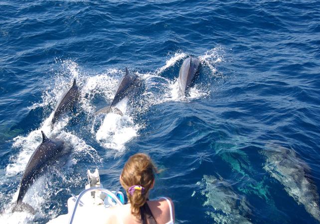 Croisière d'observation des dauphins au large de la Martinique - Au départ des Trois-Îlets