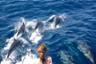 Croisière d'observation des dauphins au large de la Martinique - Au départ des Trois-Îlets