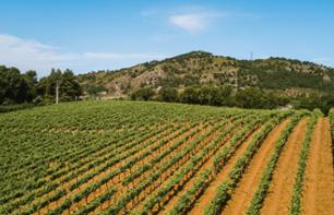 Visite d'un vignoble et dégustation de vin Siciliens de la région de Mazara Del Vallo - Transferts inclus depuis la région de Marsala