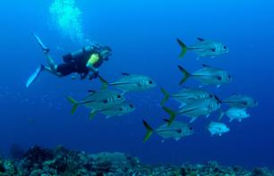 Plongée sous-marine autour des îlets Pigeon - Au départ de Basse-Terre, Guadeloupe