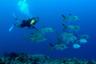 Plongée sous-marine autour des îlets Pigeon - Au départ de Basse-Terre, Guadeloupe