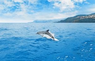 Croisière en voilier d'observation des dauphins et baleines (3h) - Au départ de Funchal