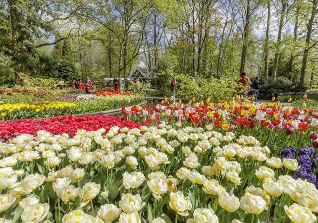 Billet coupe-file Parc de tulipes de Keukenhof - Transport depuis Amsterdam inclus