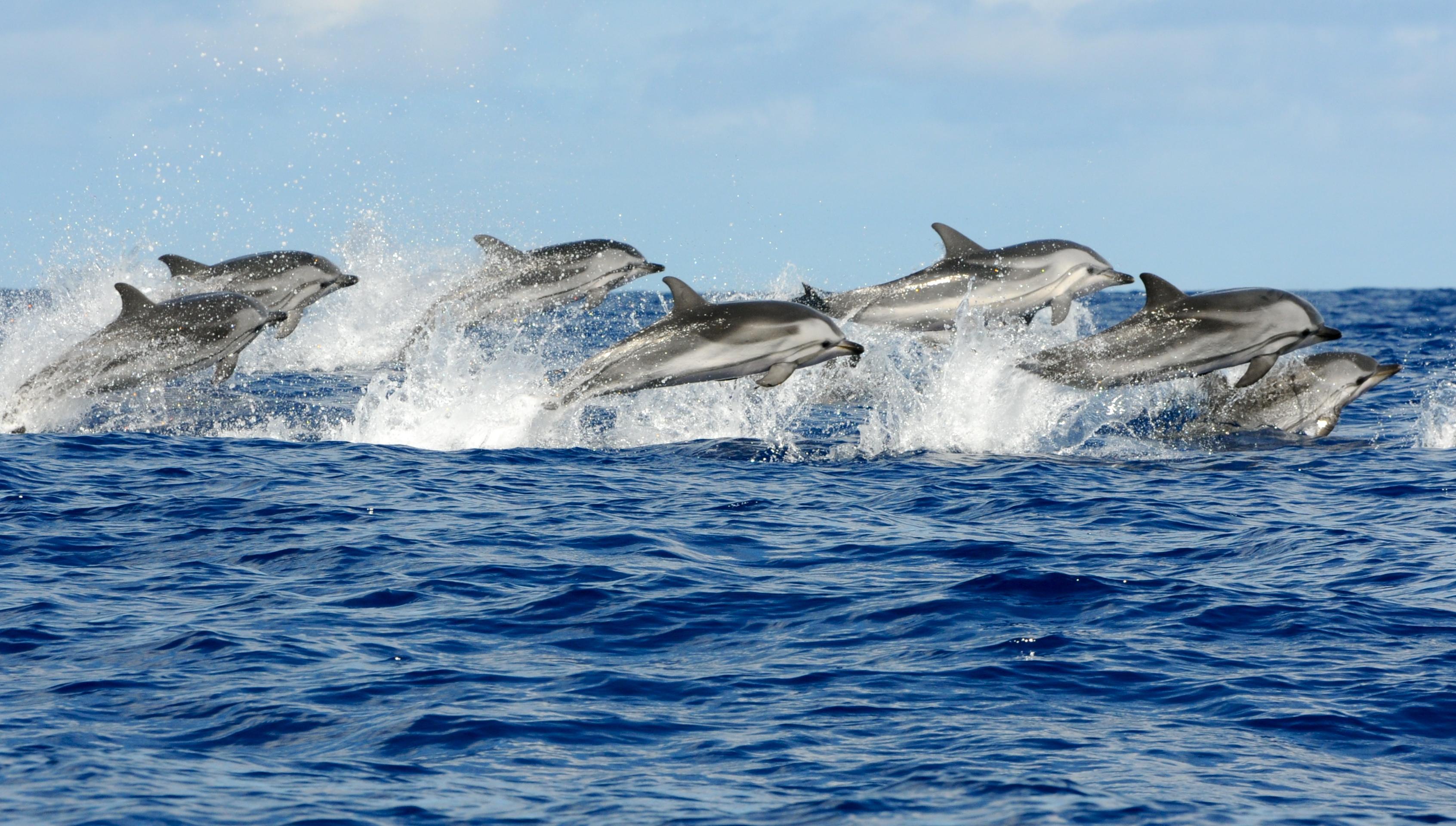 Croisière d’observation des dauphins et des phoques sauvages – Départ depuis Sorrento