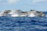 Croisière d’observation des dauphins et des phoques sauvages – Départ depuis Sorrento