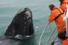 Whale-Watching Observation Cruise near Dyer Island – Departing from Gansbaai (2 hours from Cape Town & 30 minutes from Hermanus)