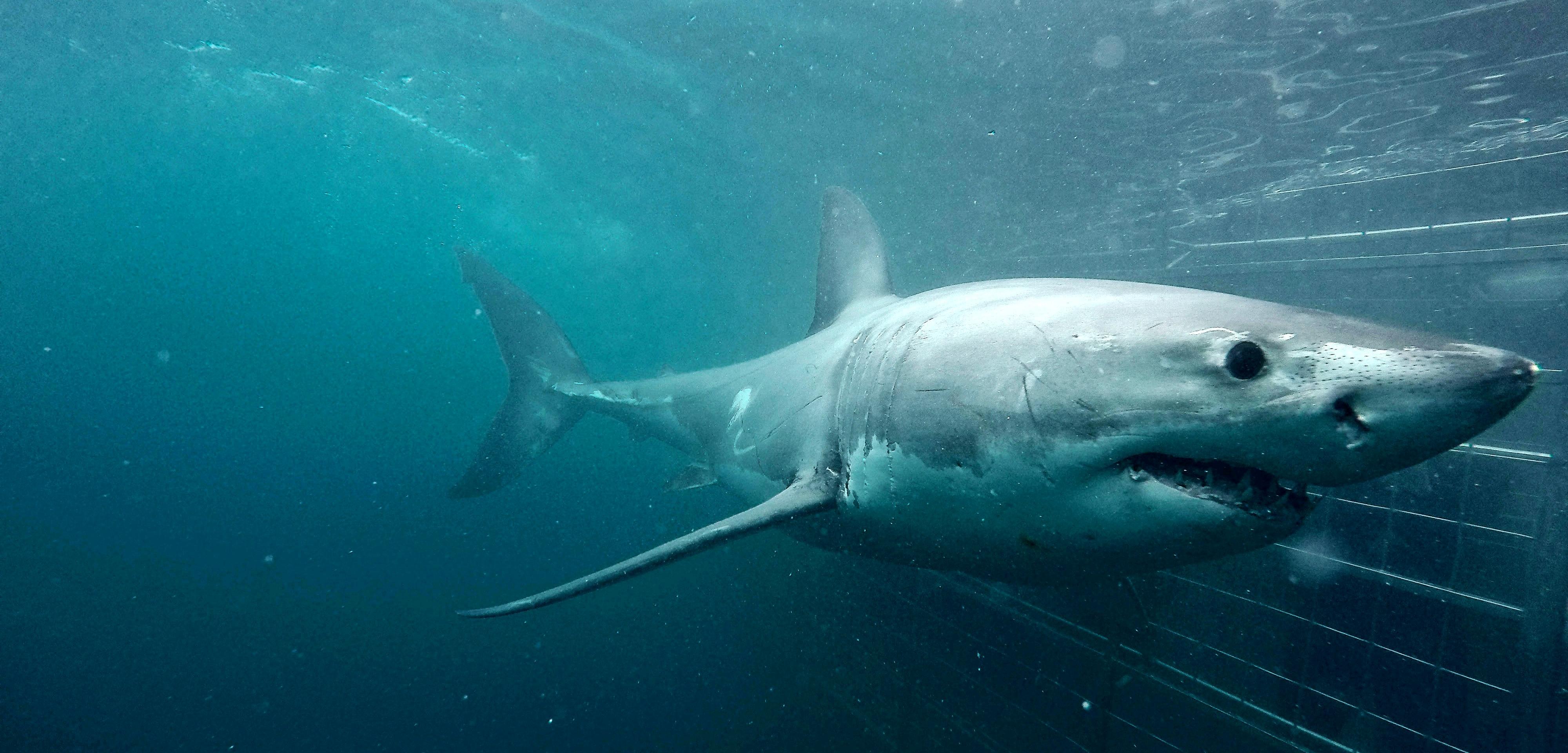 Cage Diving with Great White Sharks – In Gansbaai (2 hours from Cape Town)