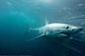 Plongée en cage avec le grand requin blanc - A Gansbaai (à 2h de Cape Town)