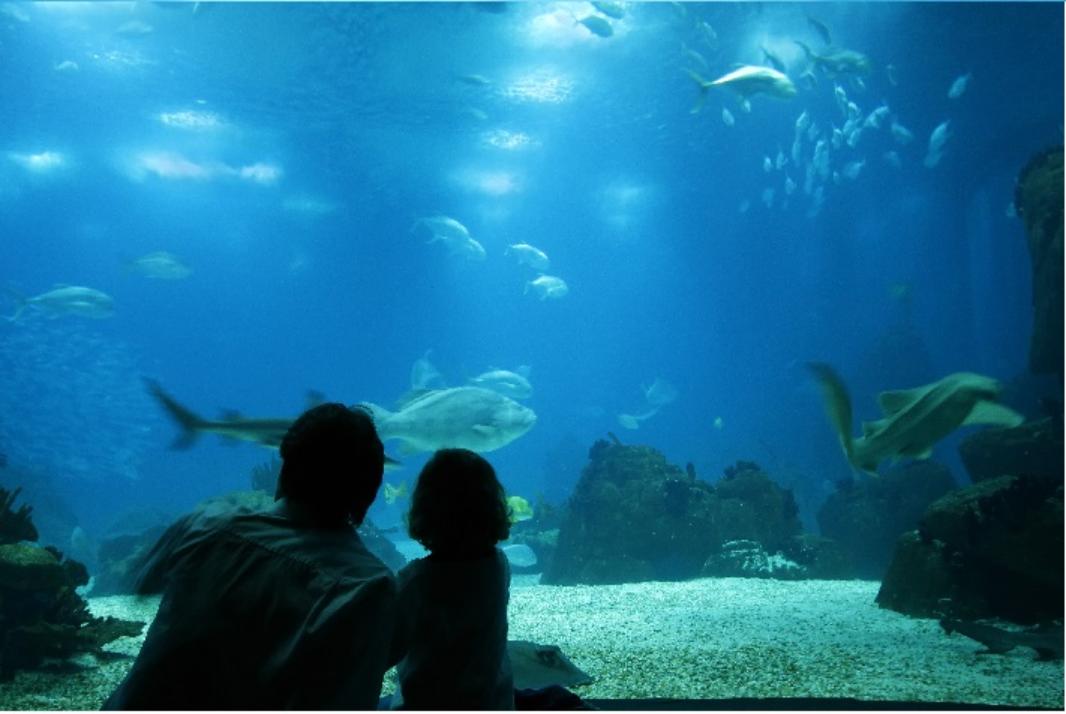 Visit to the Munich SeaLife aquarium - Fast-track ticket