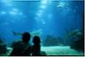 Billet coupe-file Aquarium SeaLife - Munich