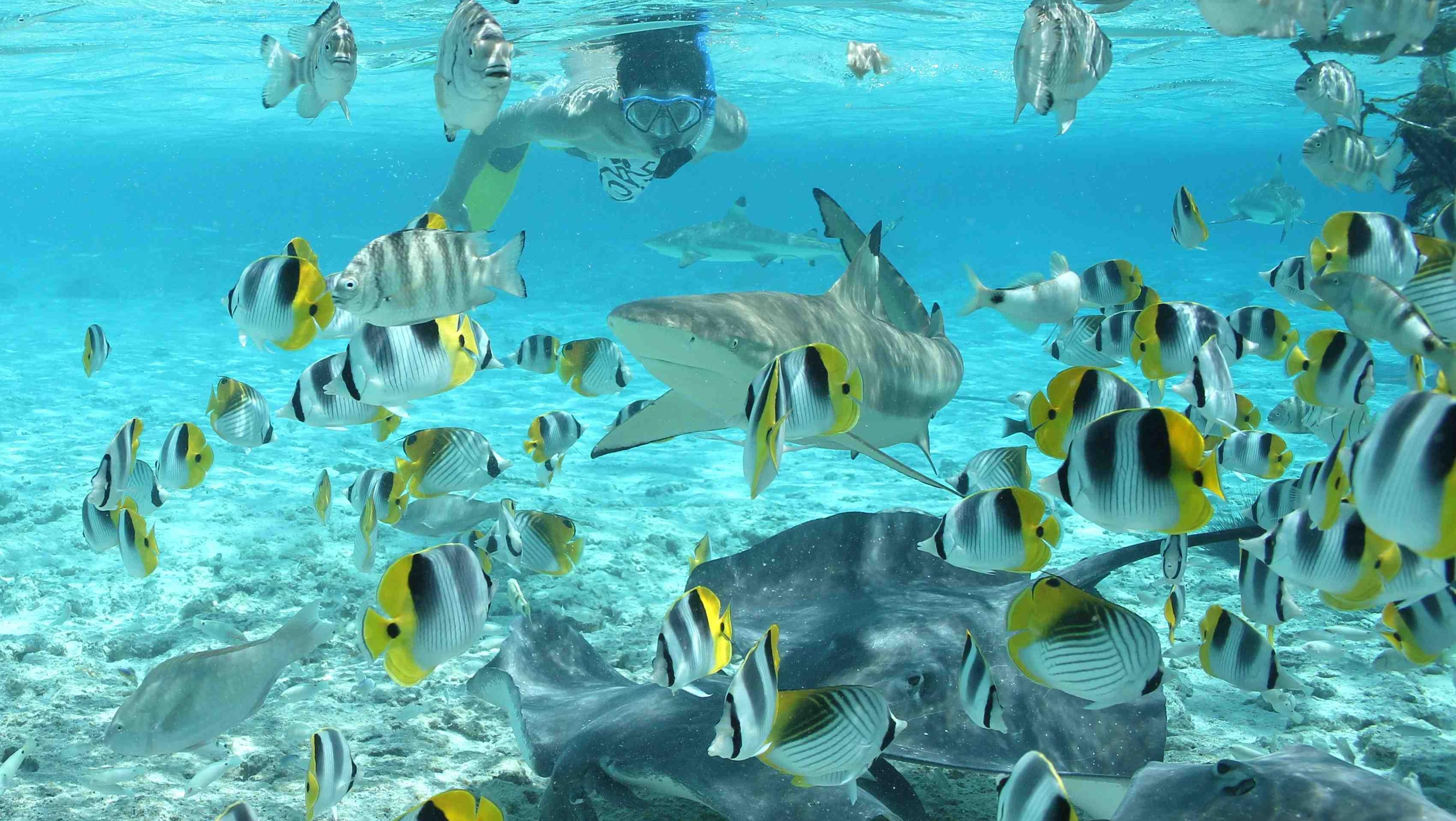 Snorkeling (with a mask and tuba) with rays and sharks at Bora Bora - in French