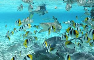Snorkeling with rays and sharks at Bora Bora - in French