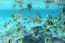 Activité snorkeling (plongée avec masque et tuba) avec raies et requins à Bora Bora – En français