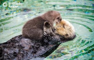 Billet coupe-file pour le Monterey Bay Aquarium - A 2h au sud de San Francisco