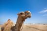 Camel Ride on the Outskirts of Agadir