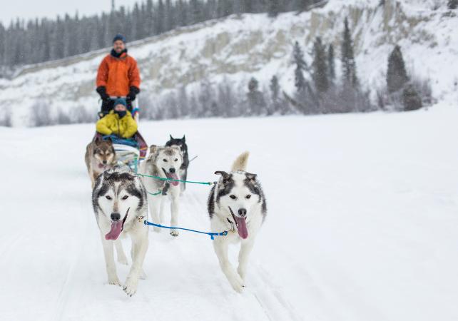 Balade en chiens de traineau au cœur du Yukon – Au départ de Whitehorse