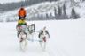 Dog Sledding in the Heart of the Yukon – Departing from Whitehorse