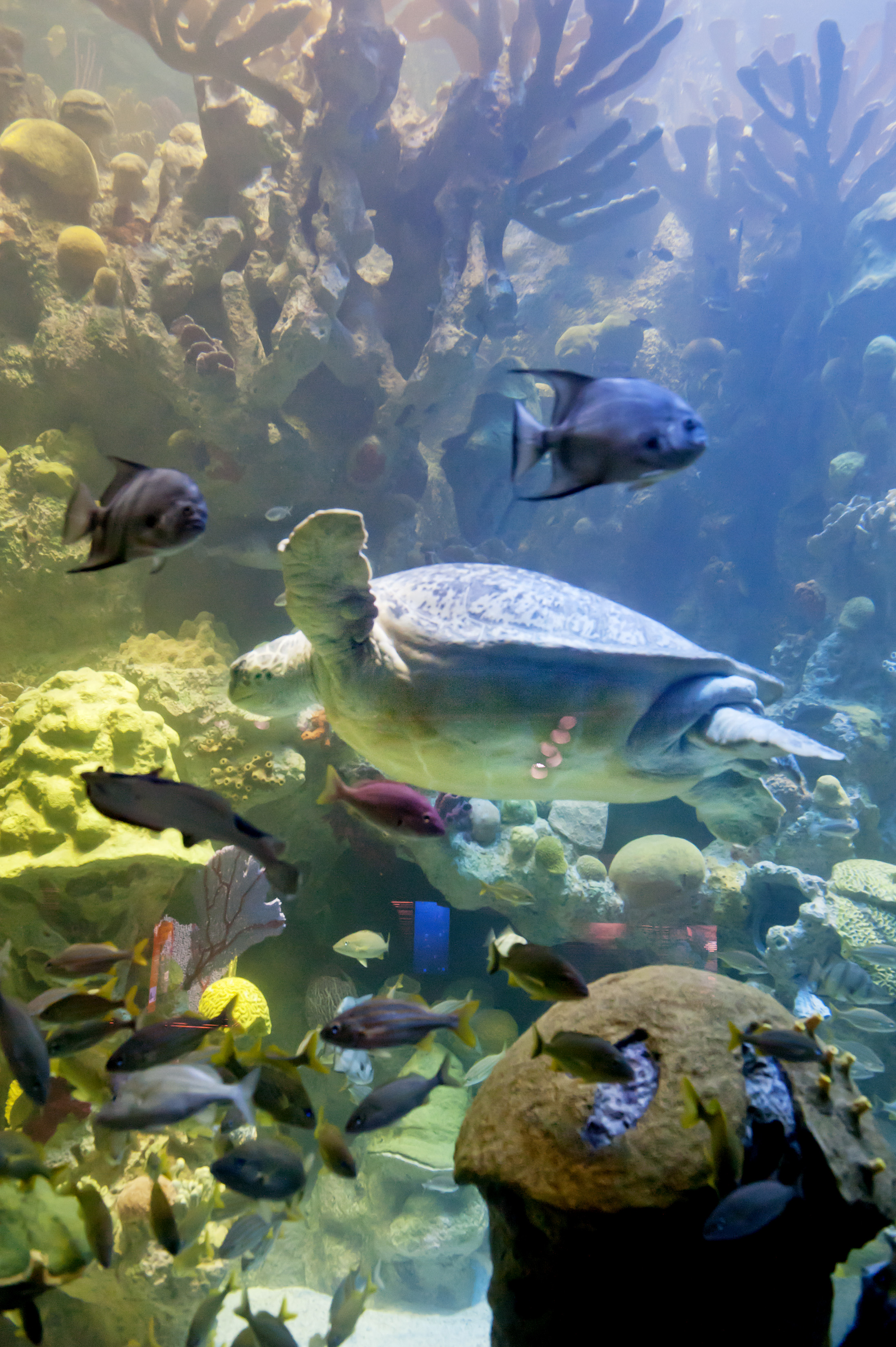 boston aquarium virtual tour