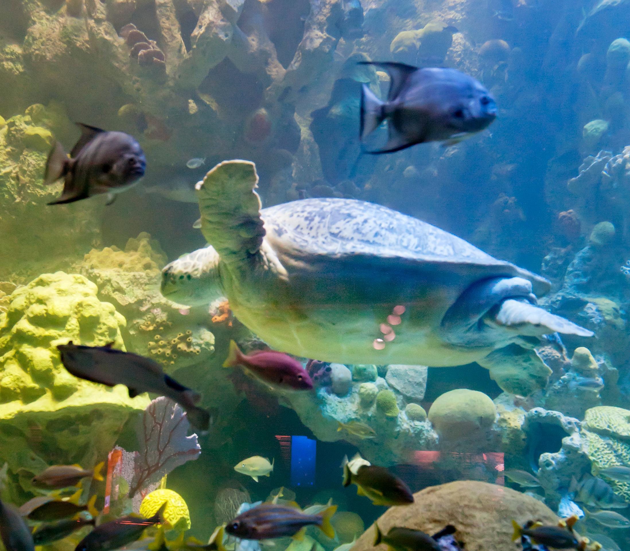 Billet coupe-file New England Aquarium - Boston