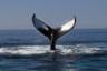 Crociera di avvistamento balene - partenza da Newport Beach