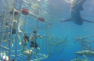 Meet the sharks: go for a cage dive or watch them from the boat - Haleiwa, Oahu